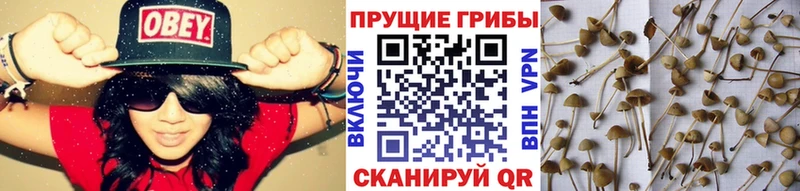 купить закладку Зарайск гидра маркетплейс Псилоцибиновые грибы Psilocybe